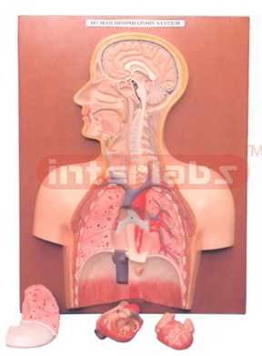 HUMAN RESPIRATORY SYSTEM